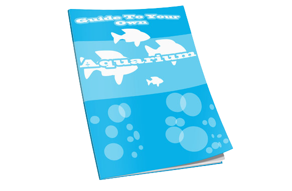 Guide-To-Your-Own-Aquarium Guide To Your Own Aquarium